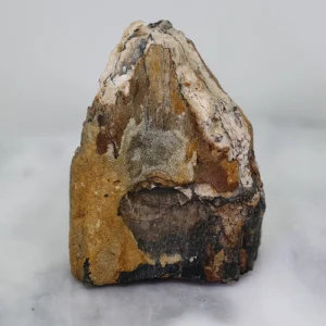 Mammoth Tooth