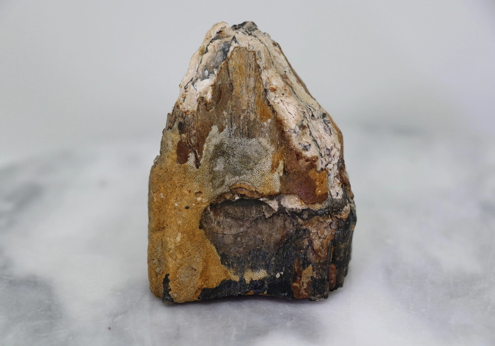 Mammoth Tooth