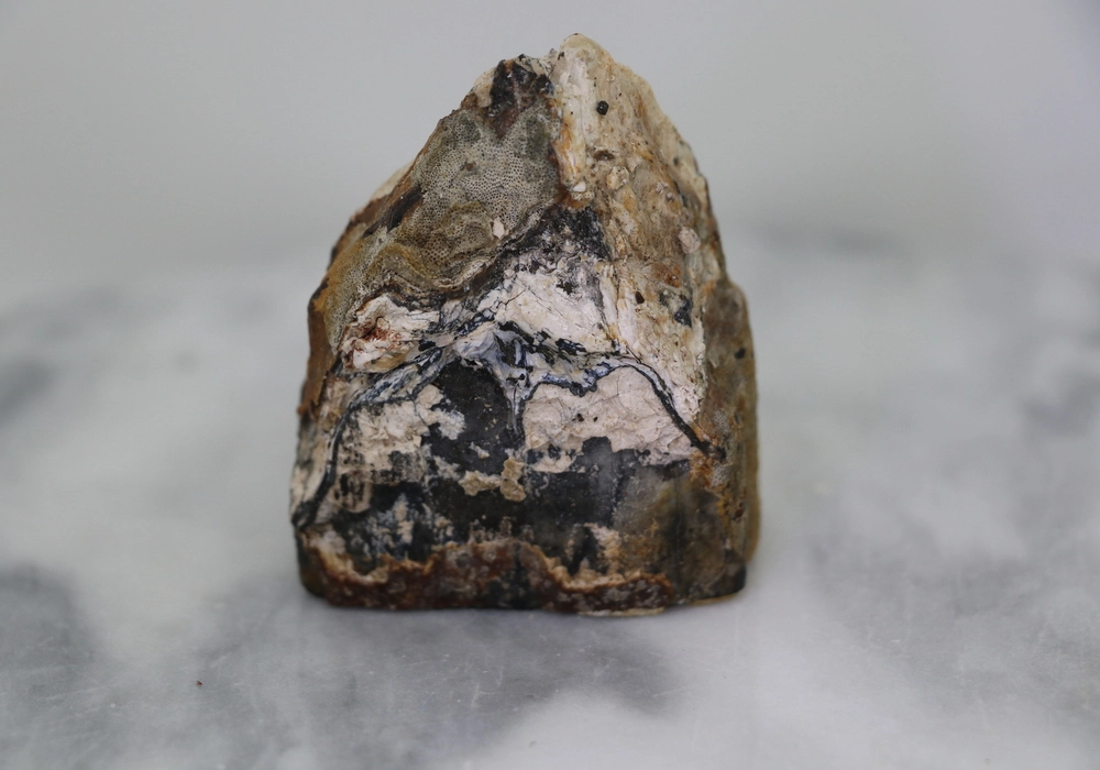 Mammoth Tooth - Image 2