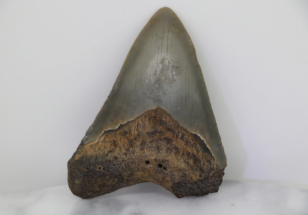 Megalodon Tooth