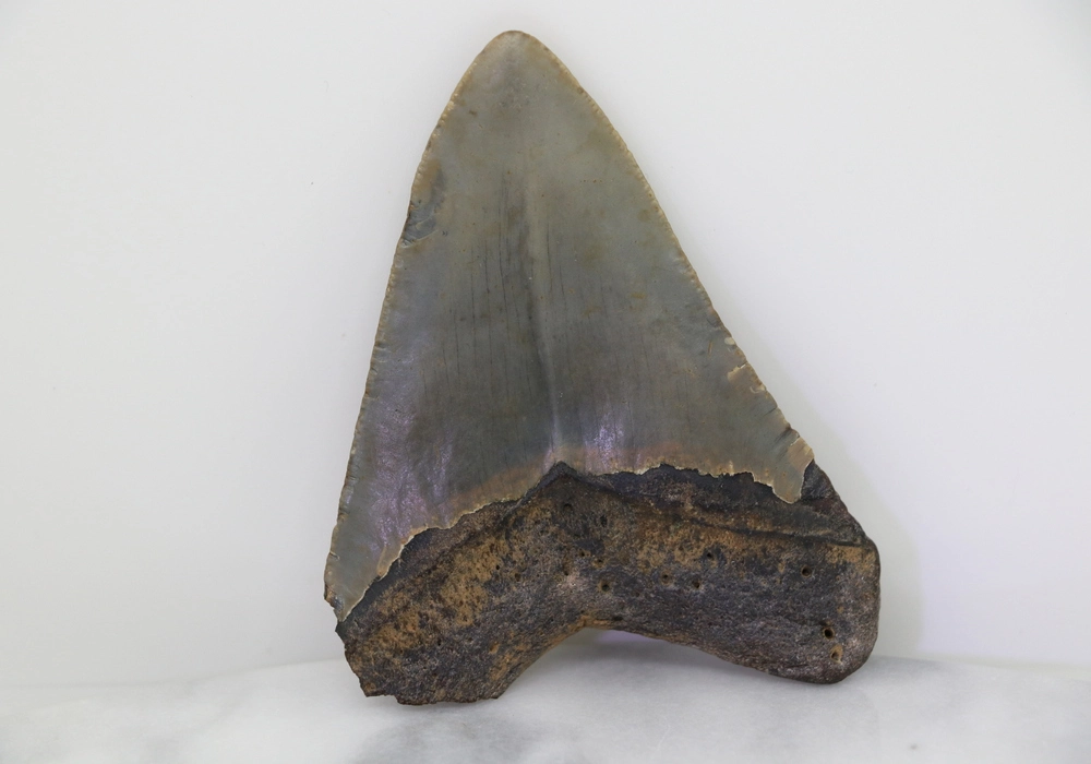 Megalodon Tooth - Image 2