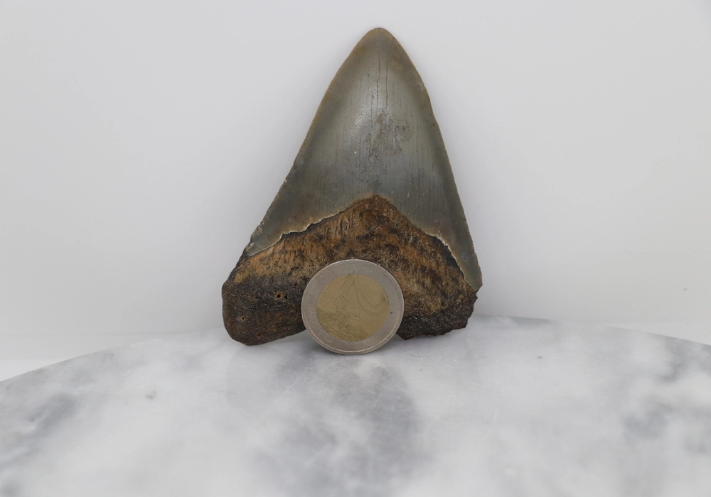 Megalodon Tooth - Image 3