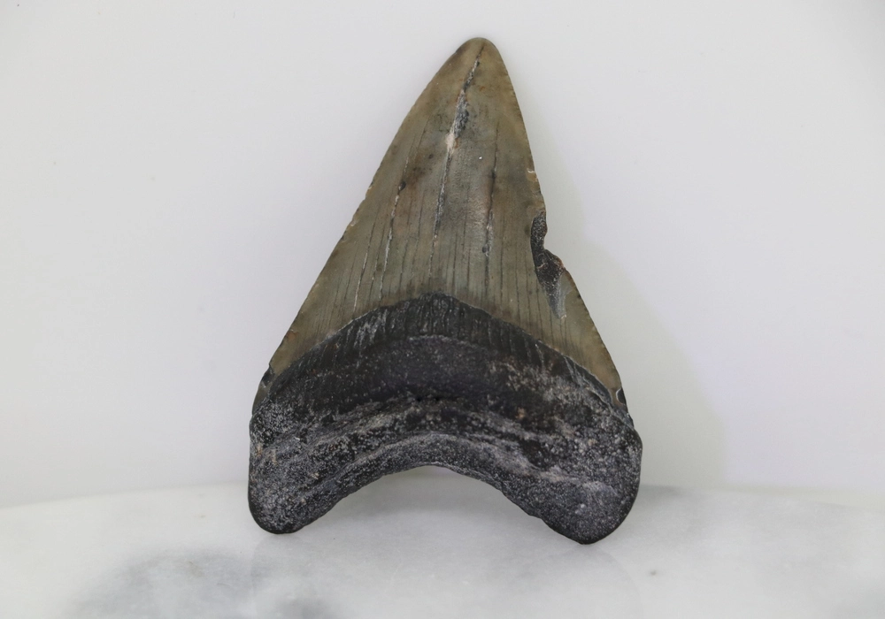 Megalodon Tooth