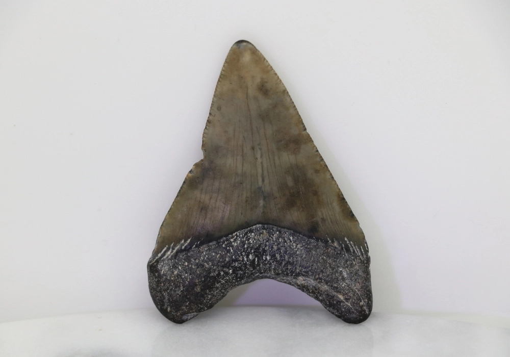Megalodon Tooth - Image 2