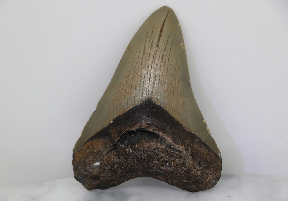 Megalodon Tooth
