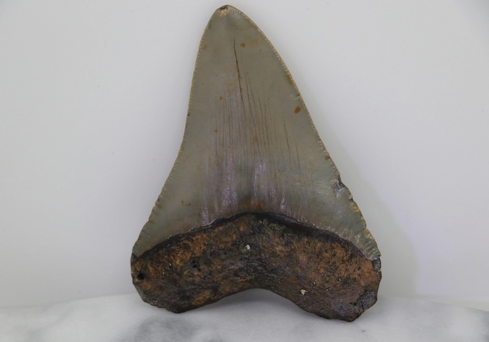 Megalodon Tooth - Image 2