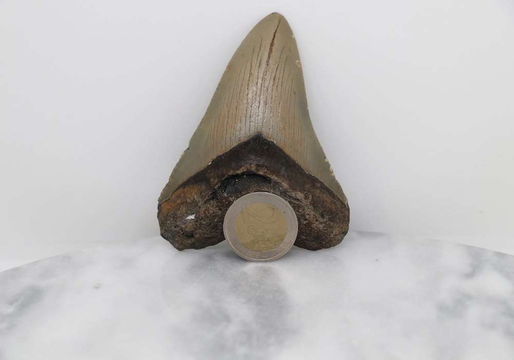 Megalodon Tooth - Image 3